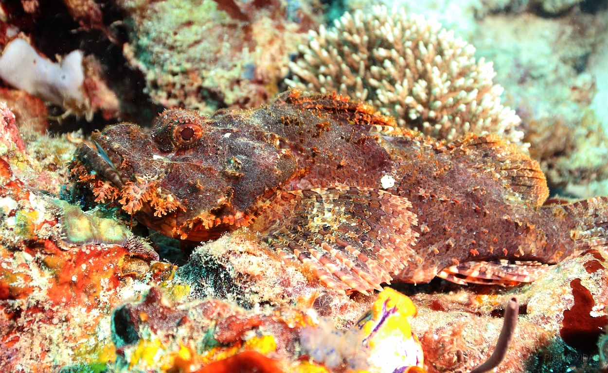 Sipadan_2015_Poisson scorpion a guenilles_Scorpaenopsis venosa_IMG_3143_rc.jpg